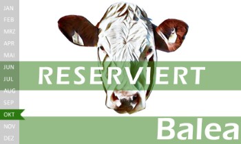 tr�chtige Fleckvieh Kalbin zu verkaufen, beweidet und ruhig